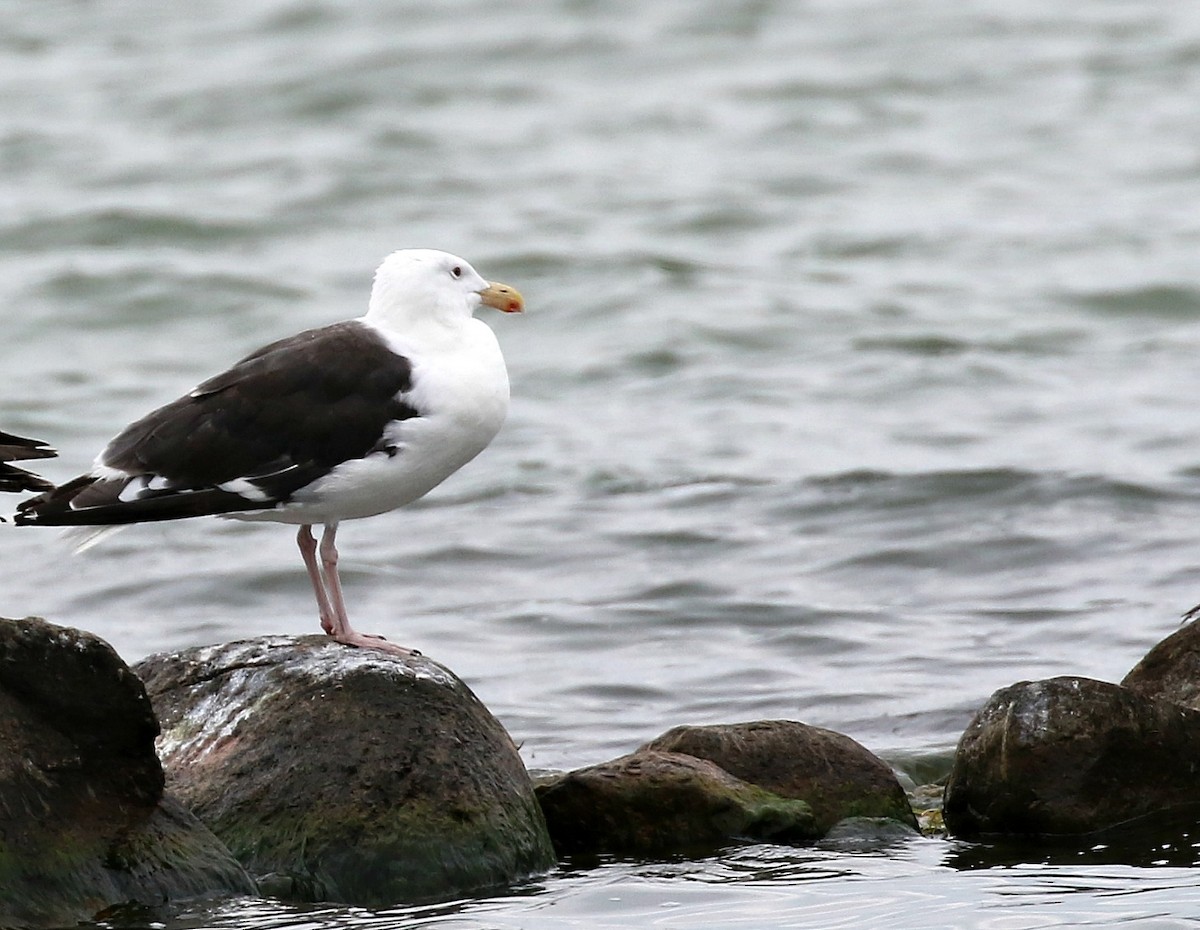 Great Black-backed Gull - Kyle Gage