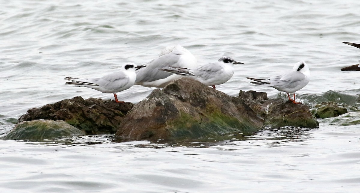 Forster's Tern - Kyle Gage