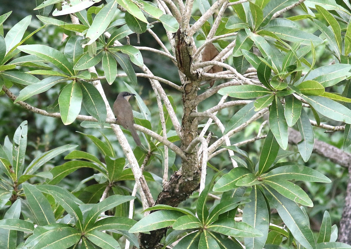 Dark-billed Cuckoo - Daniel Branch