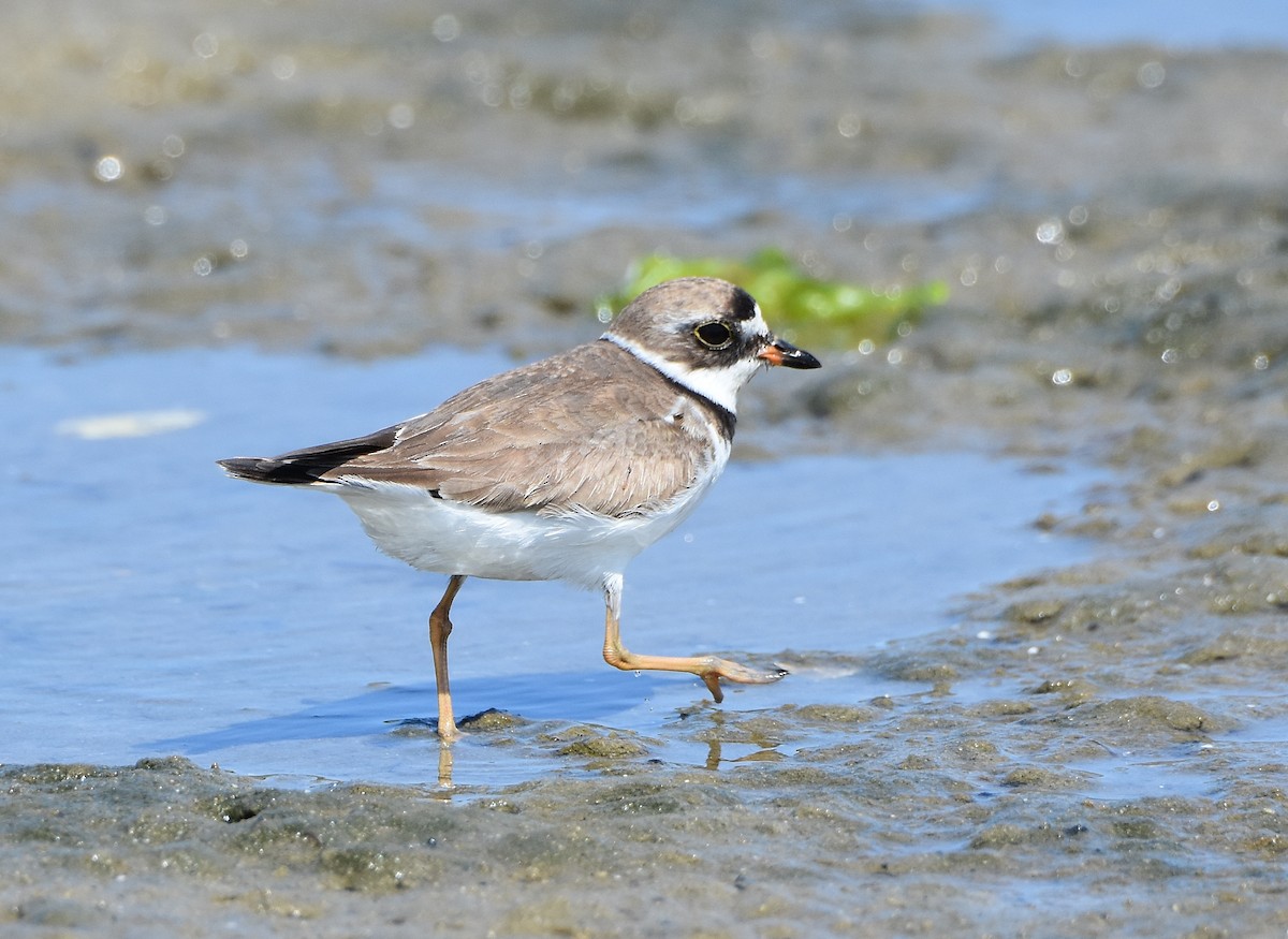 Semipalmated Plover - ML174515211