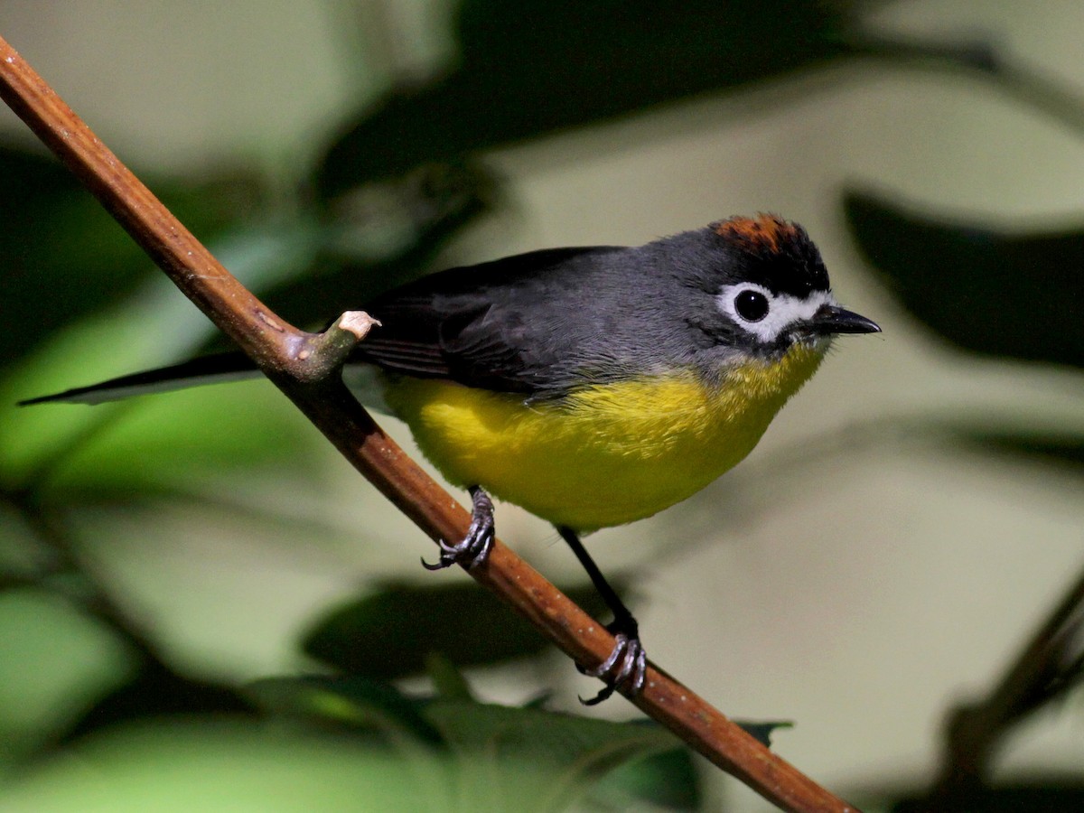 White-fronted Redstart - Myioborus albifrons - Birds of the World