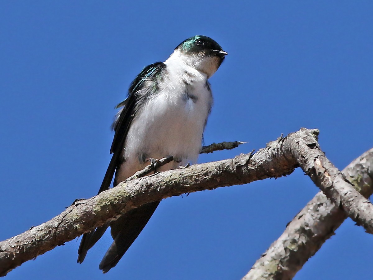 Golden Swallow - Tachycineta euchrysea - Birds of the World