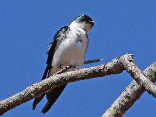 キンイロツバメ - eBird