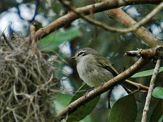 Venezuelan Tyrannulet - eBird