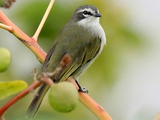  - Venezuelan Tyrannulet