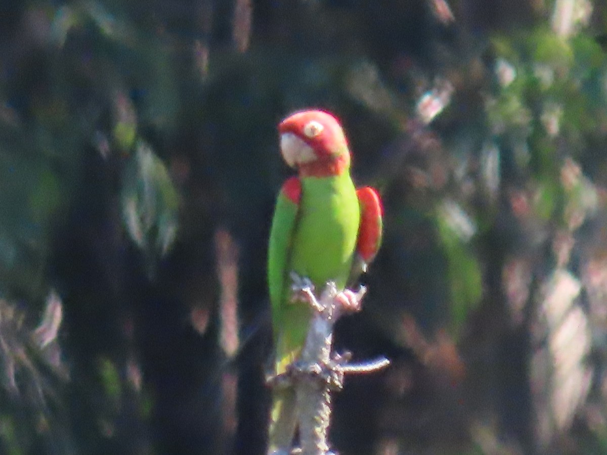 Red-masked Parakeet - ML174521591