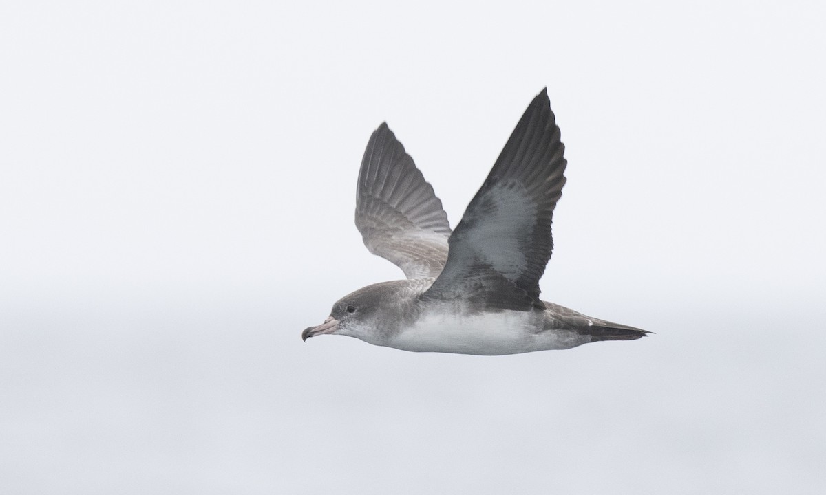 Pink-footed Shearwater - ML174523491