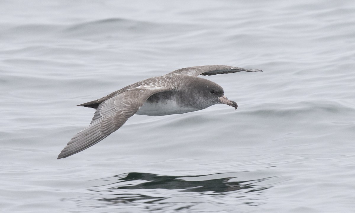 Pink-footed Shearwater - ML174523501