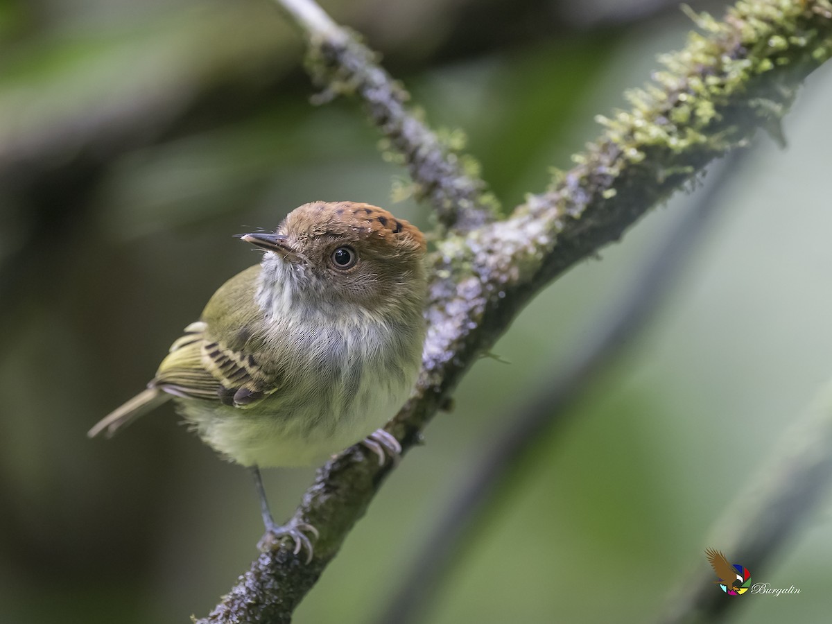 Scale-crested Pygmy-Tyrant - ML174528061