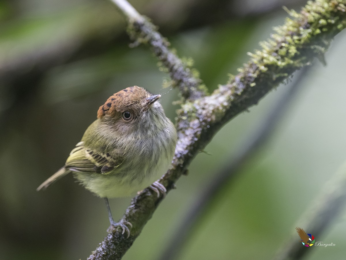 Scale-crested Pygmy-Tyrant - ML174528081