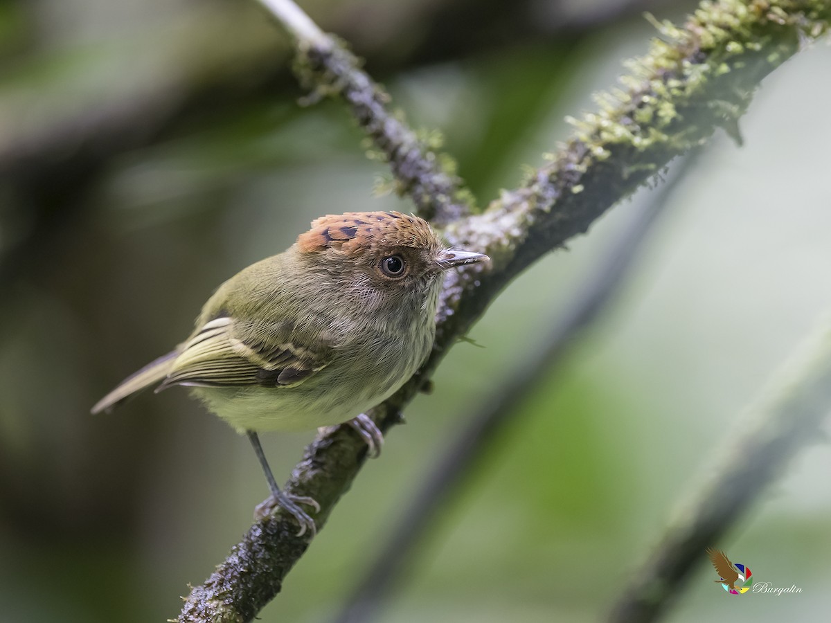 Scale-crested Pygmy-Tyrant - ML174528091