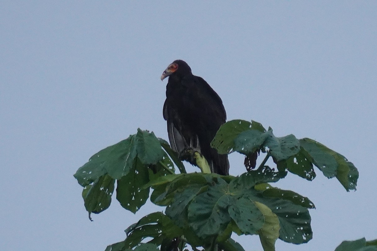 Lesser Yellow-headed Vulture - Marcia Hawk