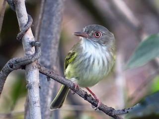  - Pearly-vented Tody-Tyrant