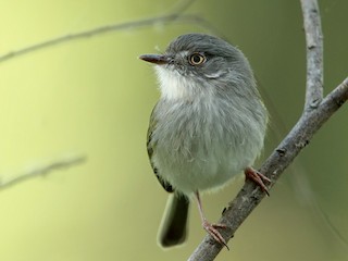  - Pearly-vented Tody-Tyrant