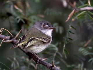  - Pearly-vented Tody-Tyrant