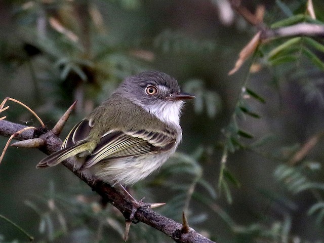 Photos - Pearly-vented Tody-Tyrant - Hemitriccus