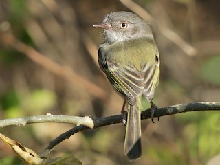 ニワトリ maxresdefault.jpg