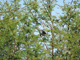  - Pearly-vented Tody-Tyrant