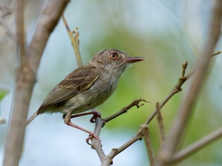  - Pearly-vented Tody-Tyrant