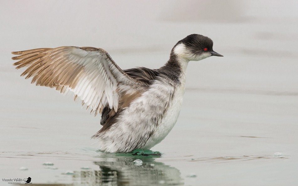 Silvery Grebe (Andean) - ML174533561