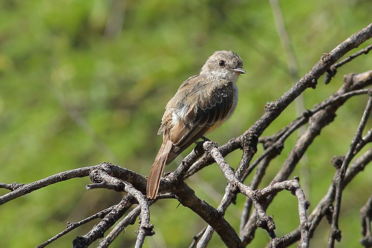 Ash-throated Flycatcher - Thomas Anderson
