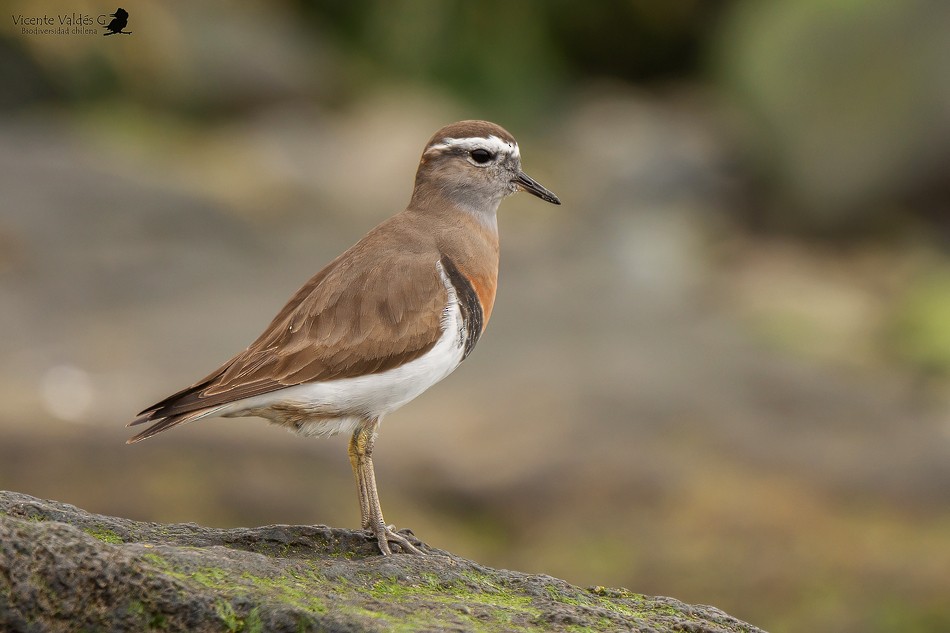 Rufous-chested Dotterel - ML174535701
