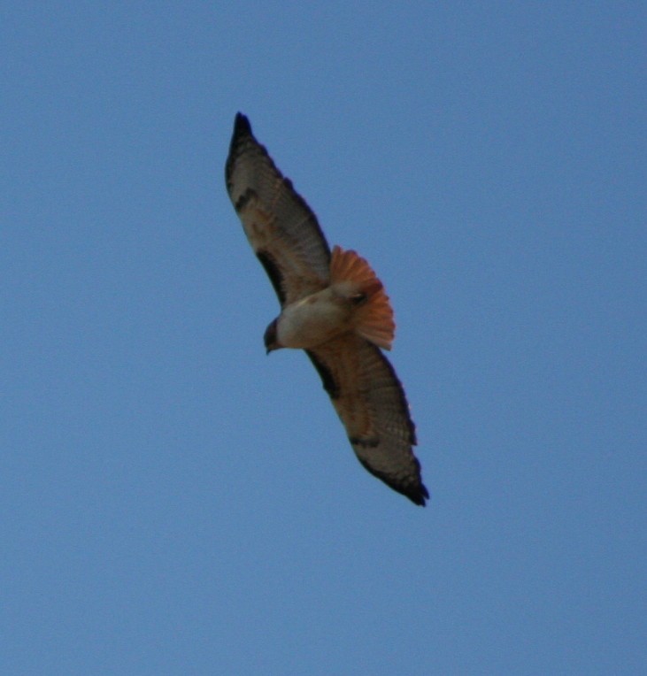 Red-tailed Hawk - Paul Sellin