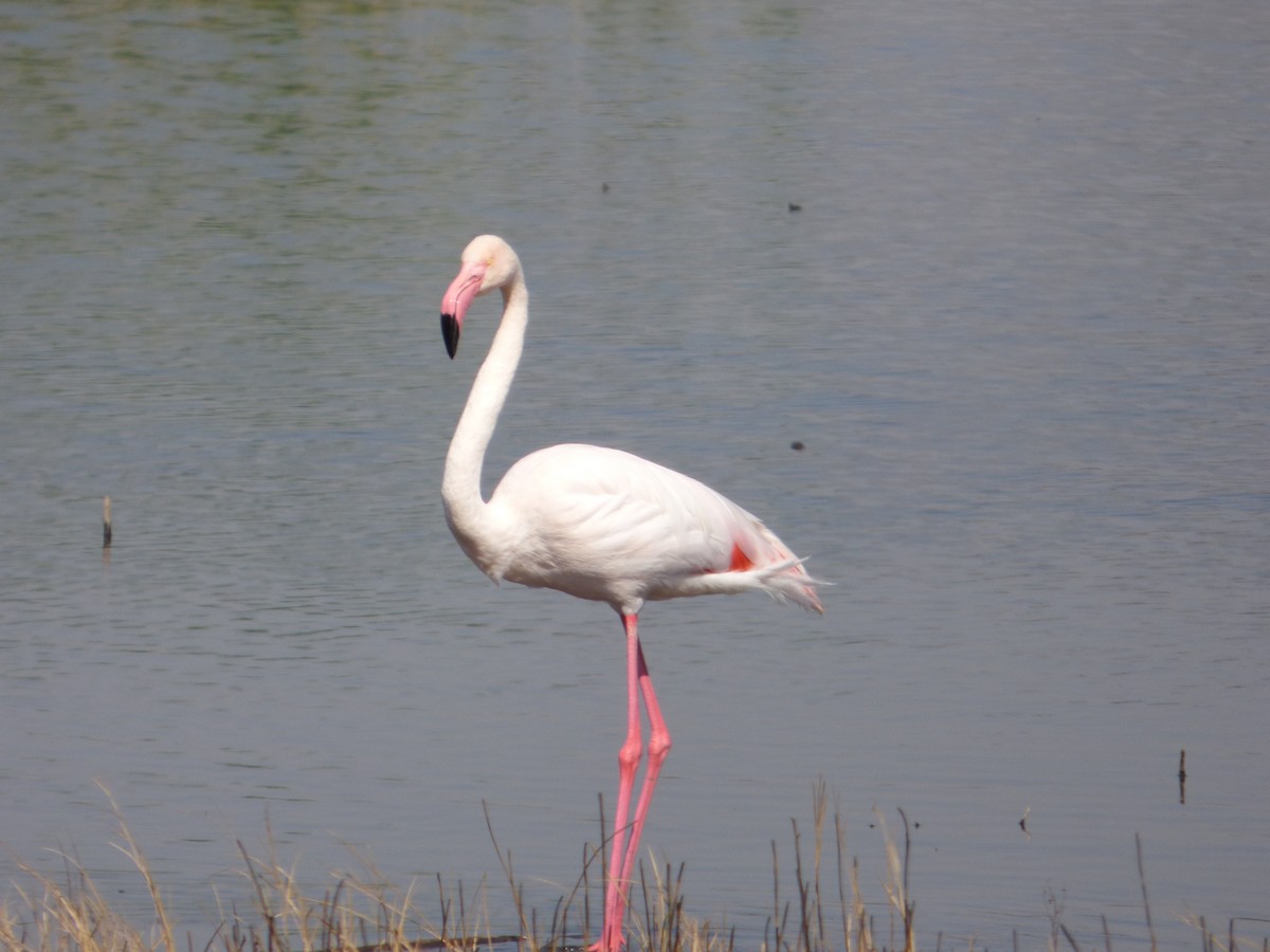 Greater Flamingo - ML174544341