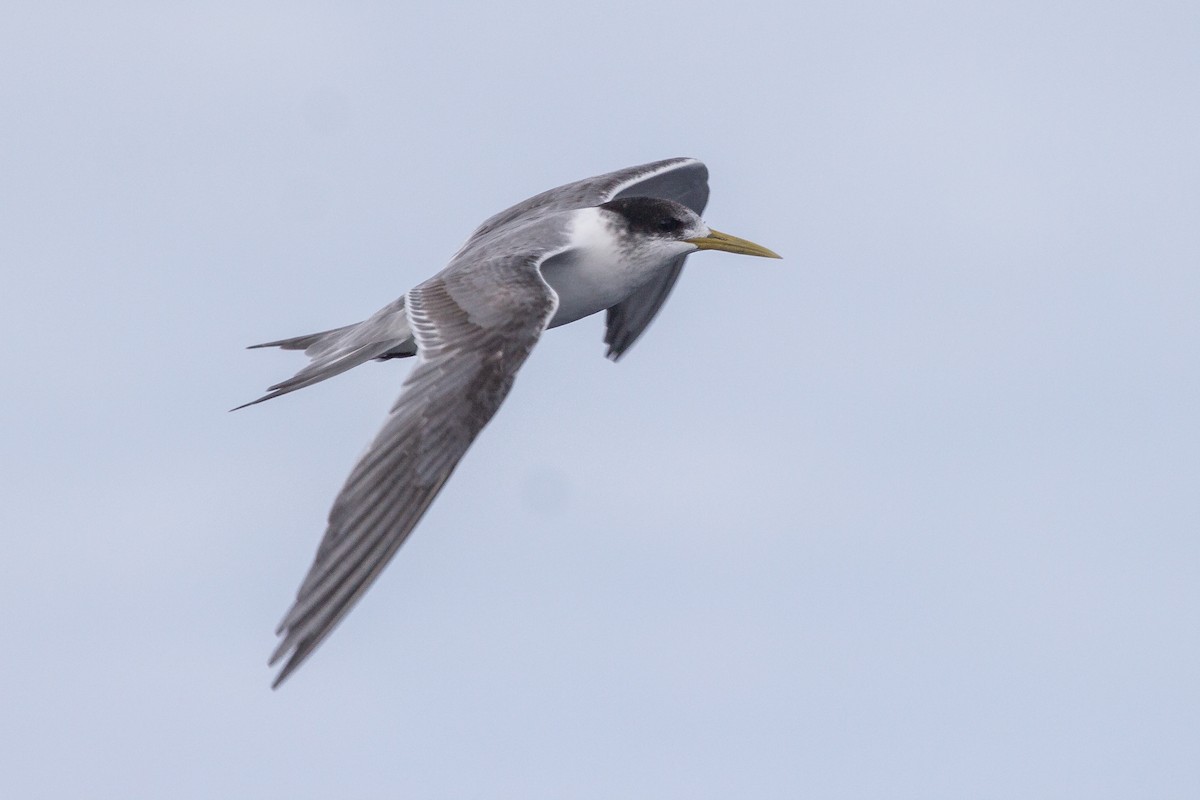 Great Crested Tern - ML174544761