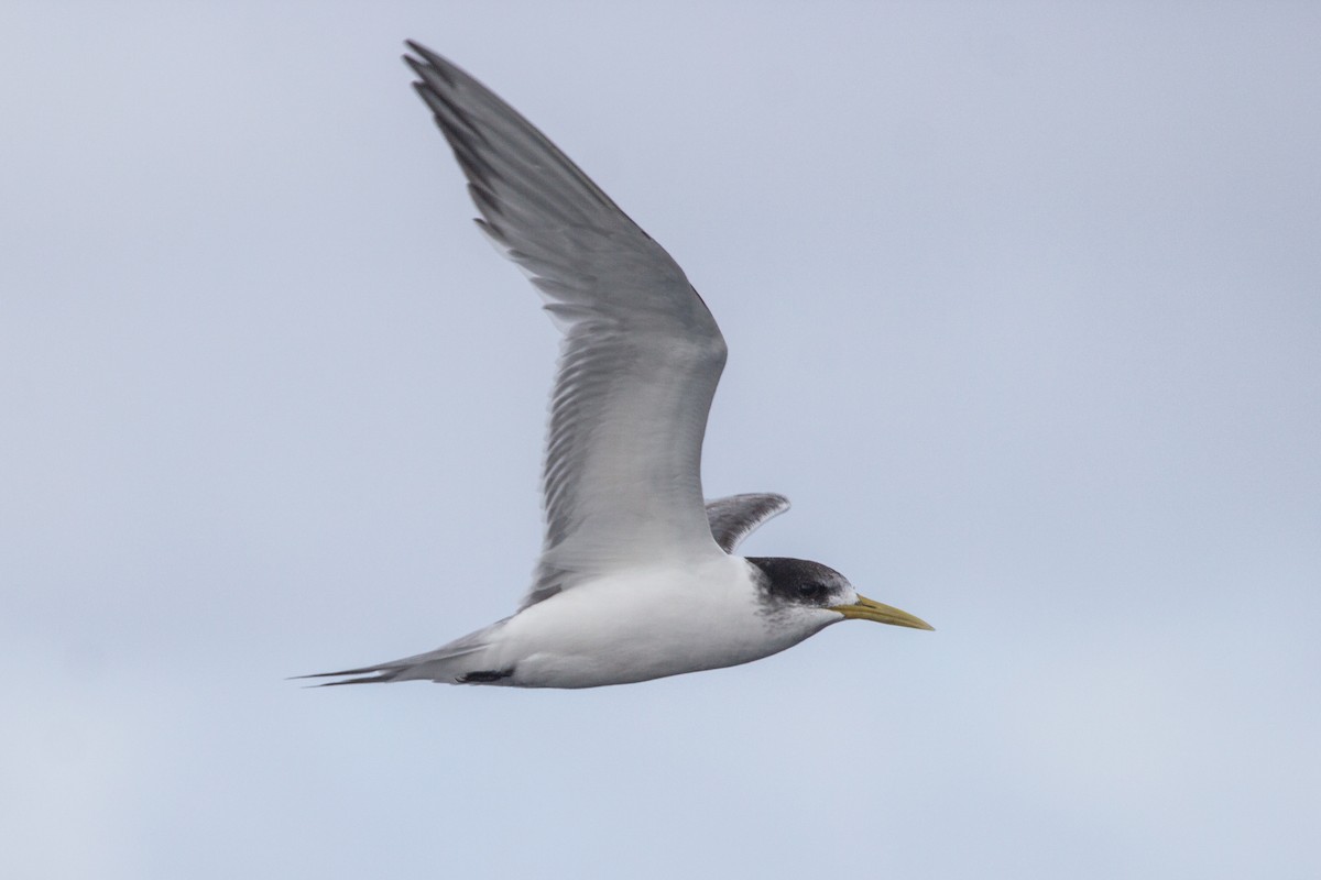 Great Crested Tern - ML174544791