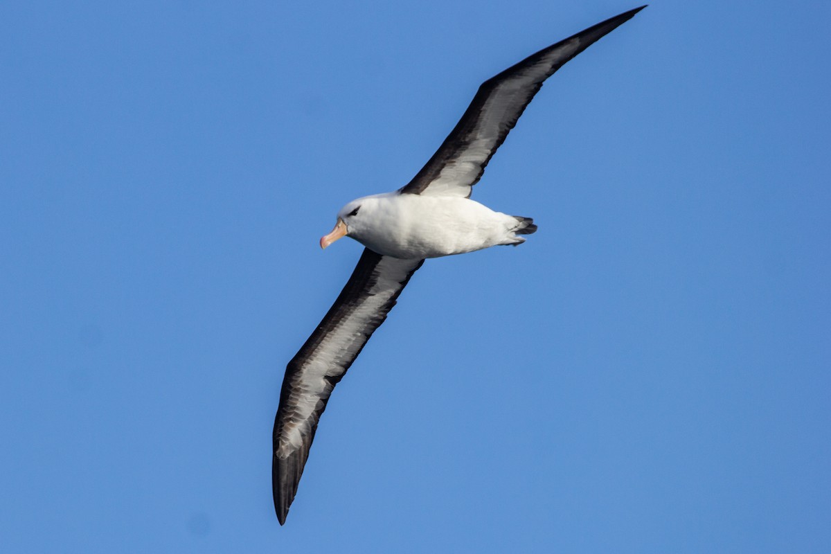 Black-browed Albatross (Black-browed) - ML174546171