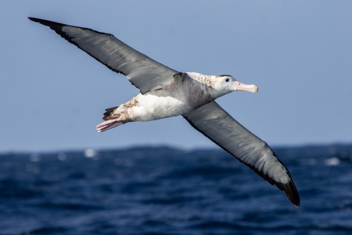 Antipodean Albatross (Gibson's) - ML174547181