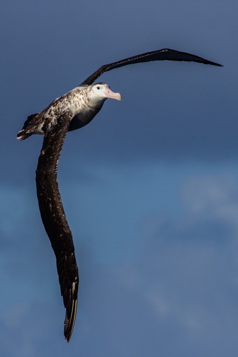 Antipodean Albatross (Gibson's) - Ramit Singal