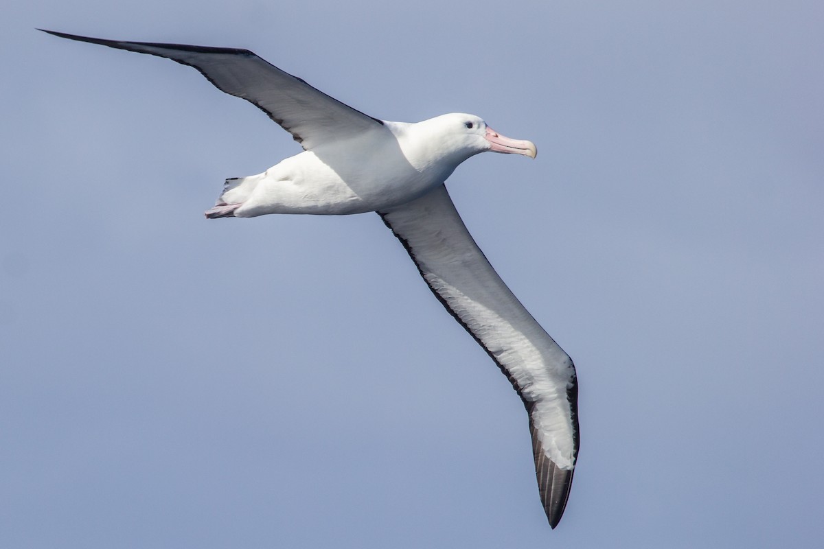 Northern Royal Albatross - ML174547301