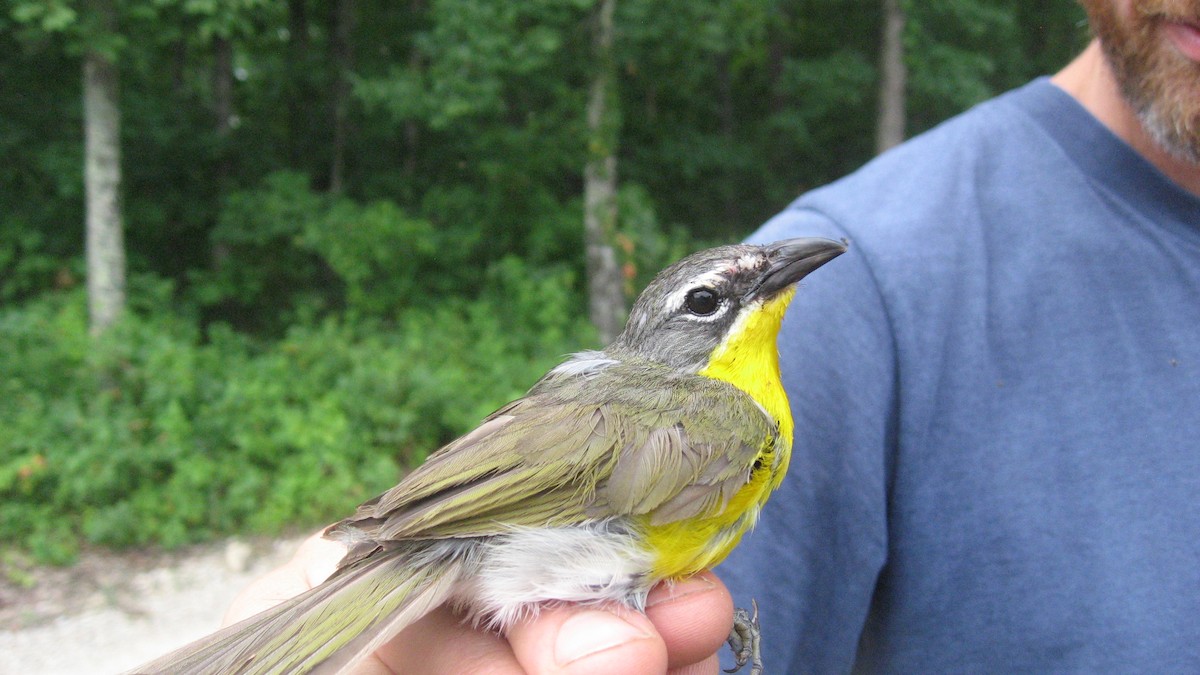 Yellow-breasted Chat - ML174548811