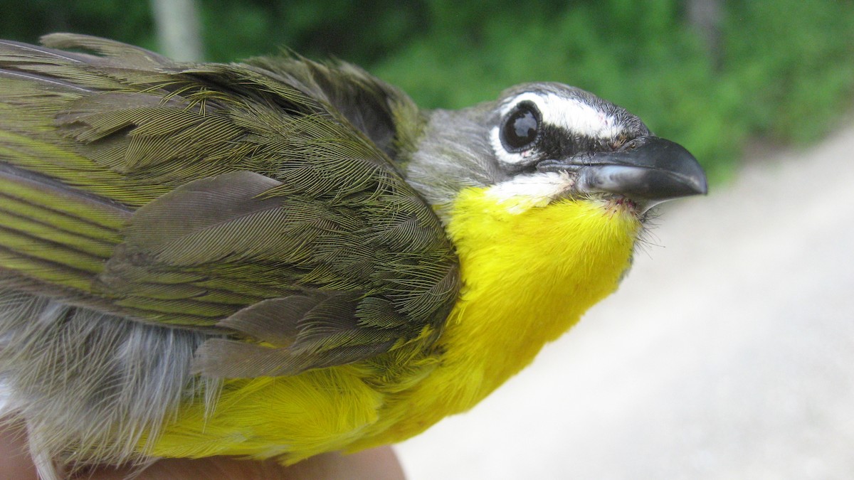Yellow-breasted Chat - ML174550241