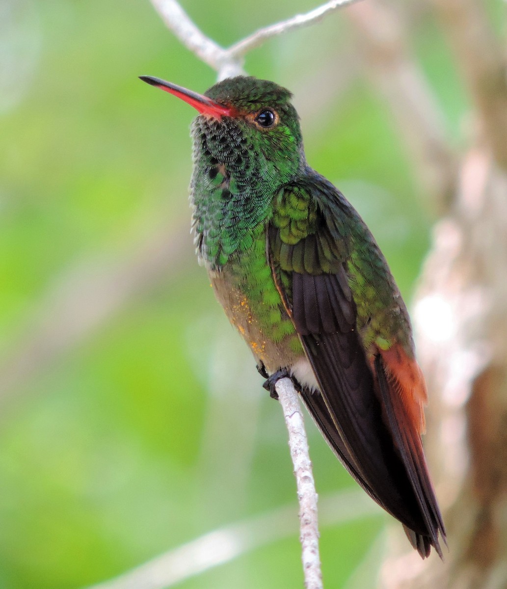 Rufous-tailed Hummingbird - ML174557271