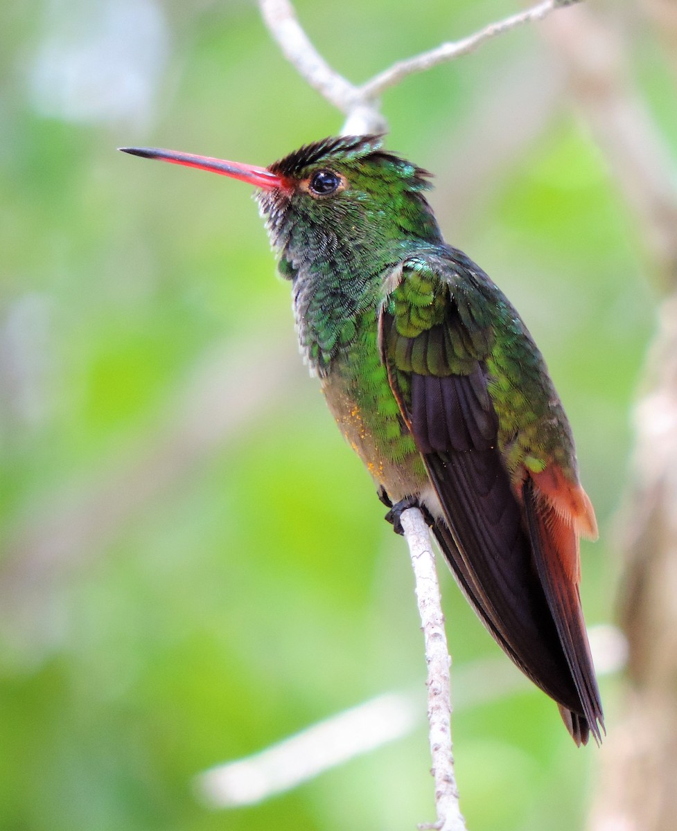 Rufous-tailed Hummingbird - ML174557361