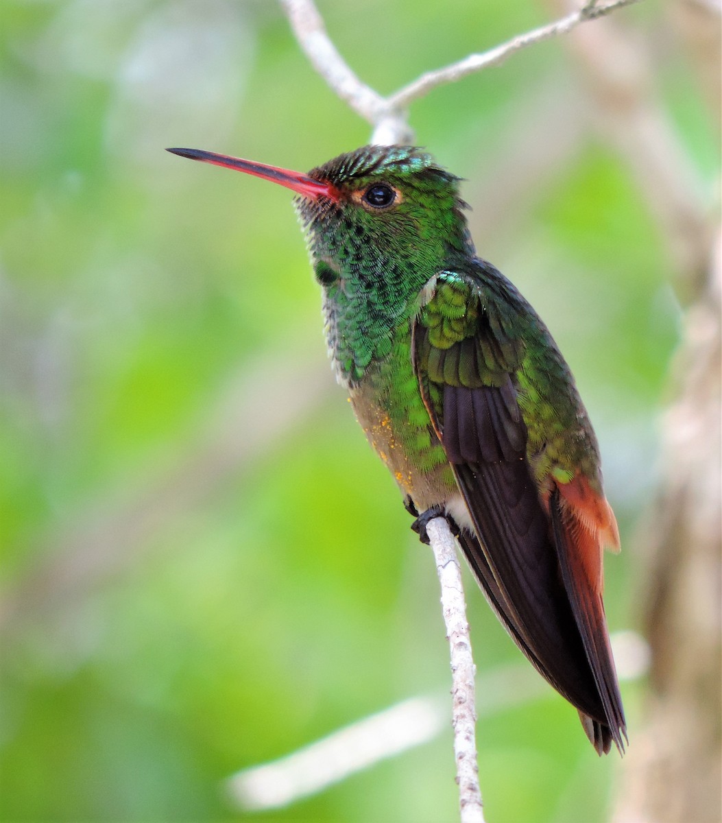 Rufous-tailed Hummingbird - Jes Christian Bech