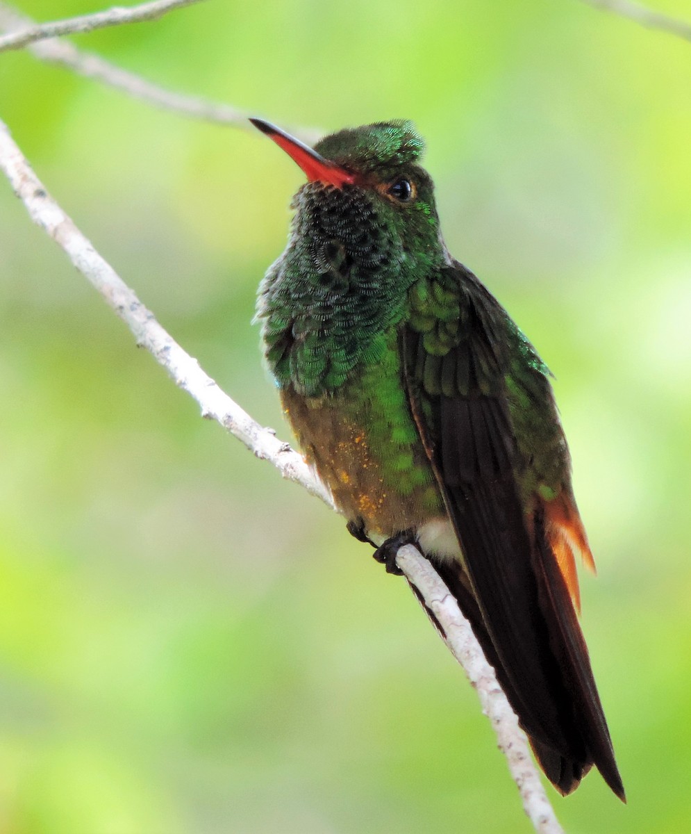 Rufous-tailed Hummingbird - ML174557551