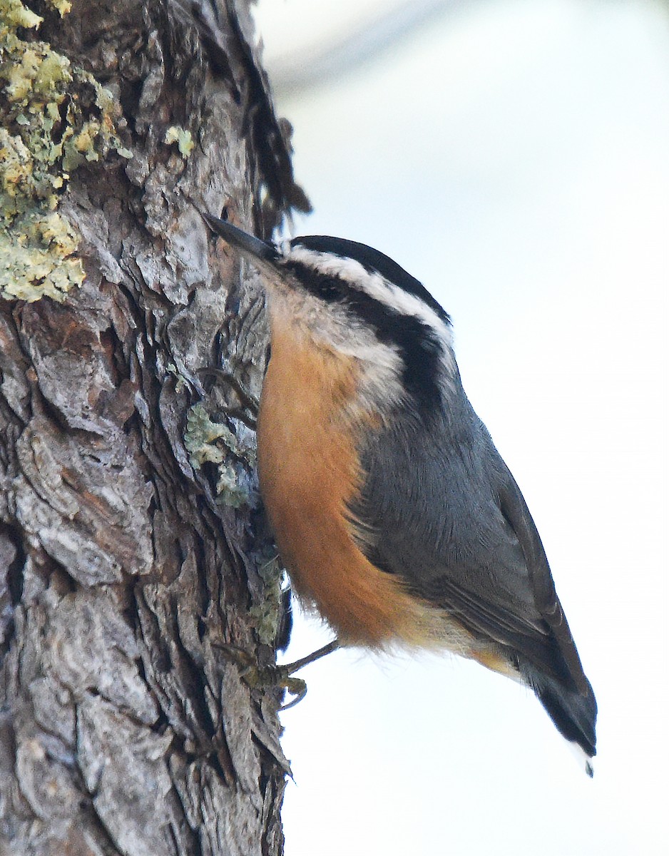 Red-breasted Nuthatch - ML174559651