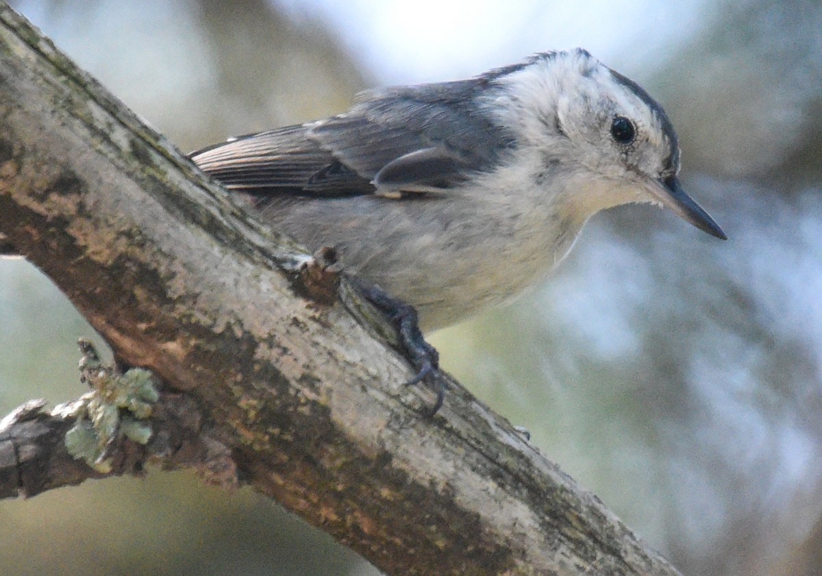 White-breasted Nuthatch (Interior West) - ML174559671
