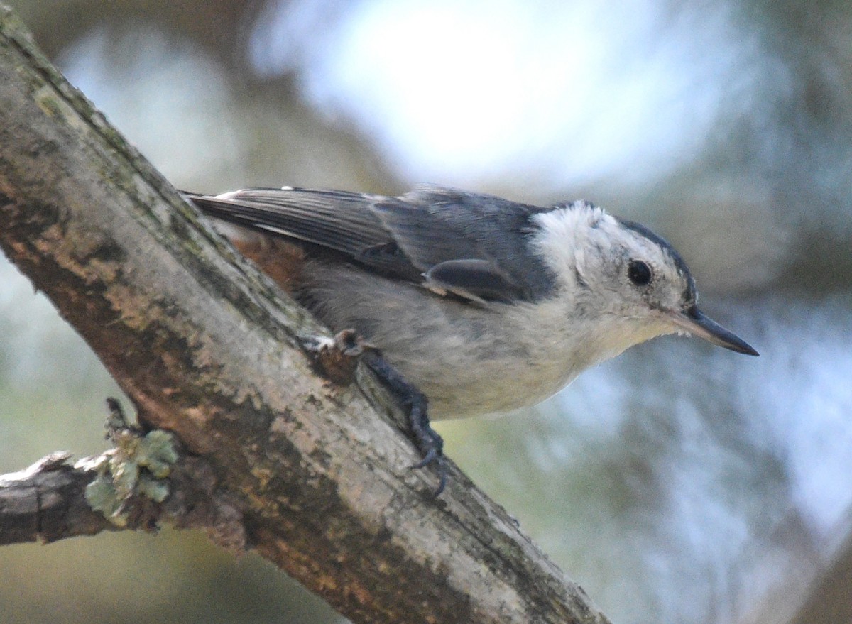 White-breasted Nuthatch (Interior West) - ML174559681