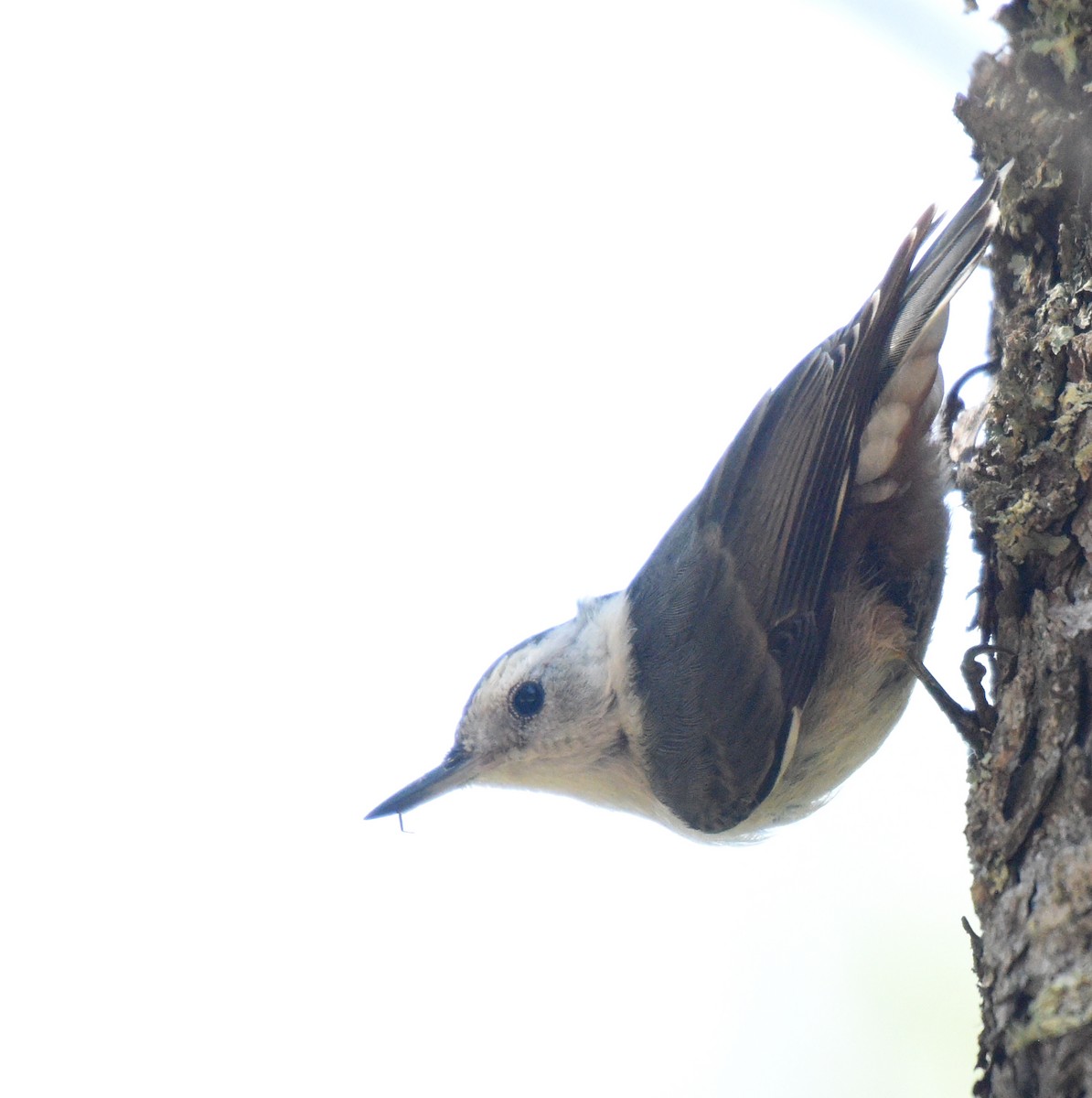 White-breasted Nuthatch (Interior West) - ML174559691