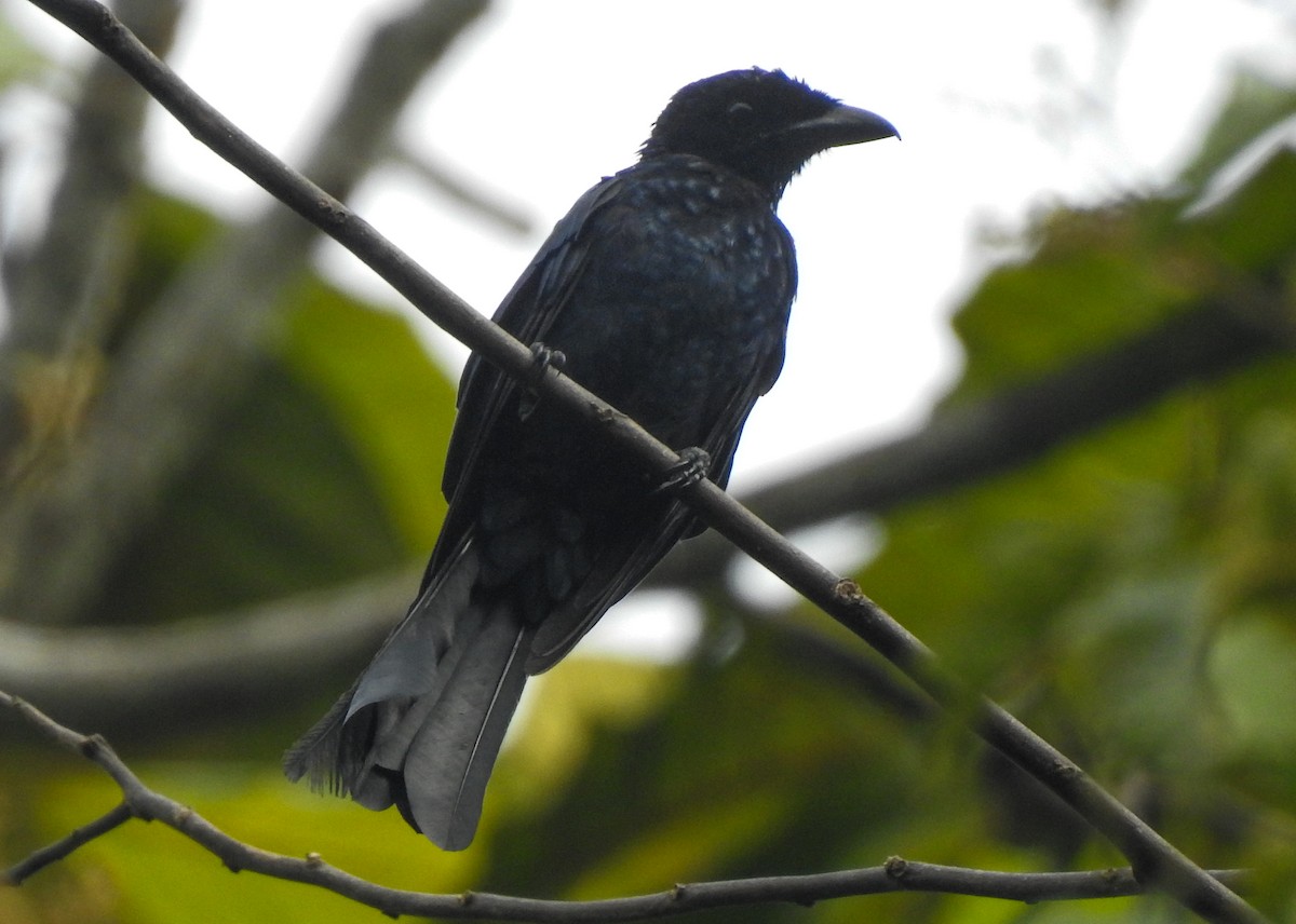Greater Racket-tailed Drongo - ML174561981