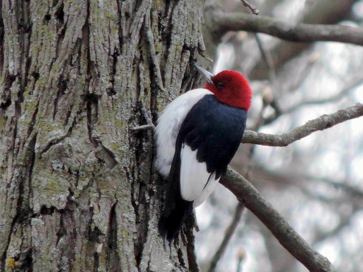 Red-headed Woodpecker - ML174563001