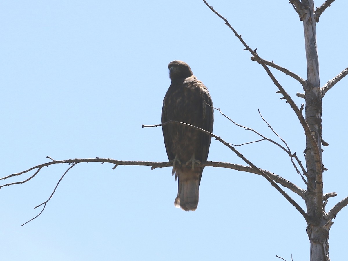 Red-tailed Hawk - ML174563641
