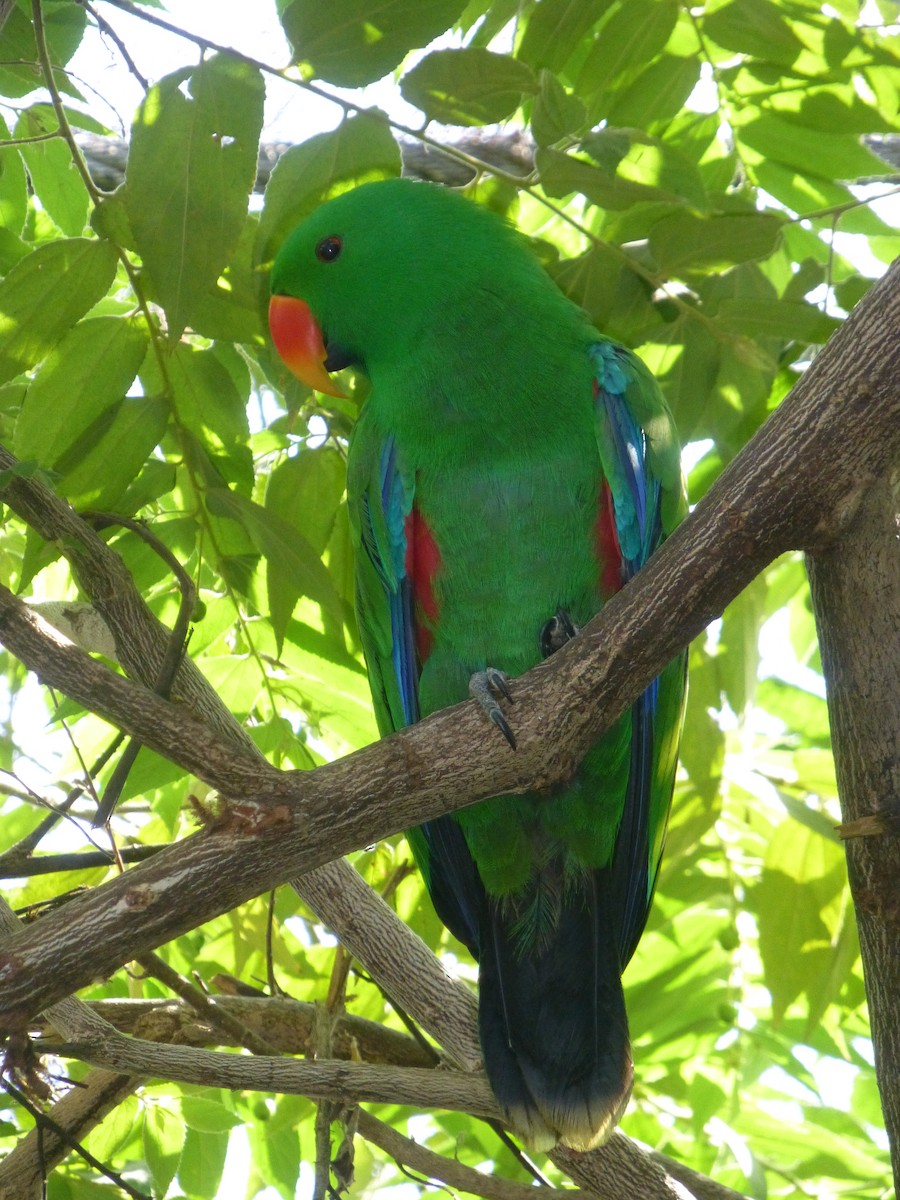 Papuan Eclectus - Anonymous