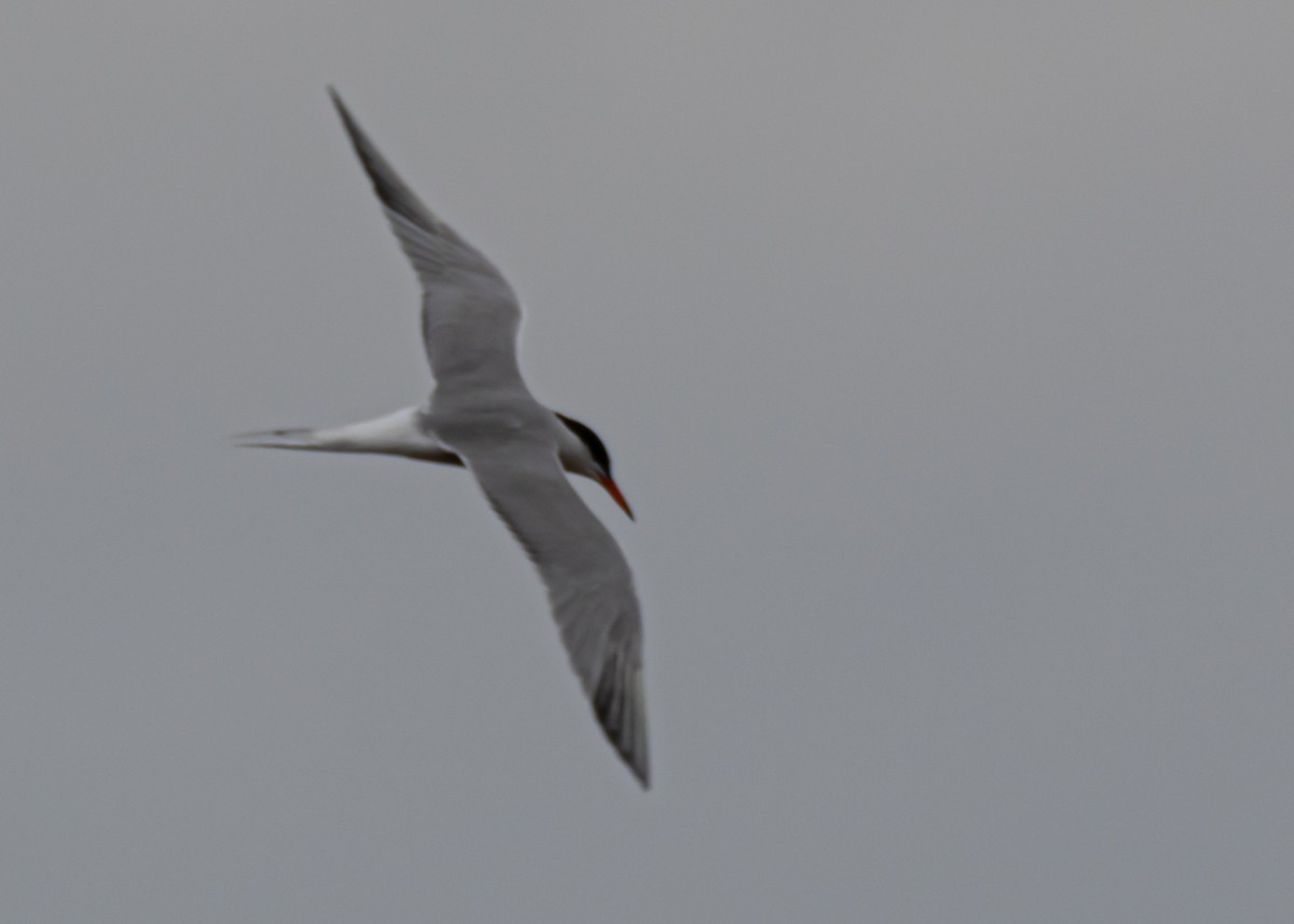Common Tern - ML174566541
