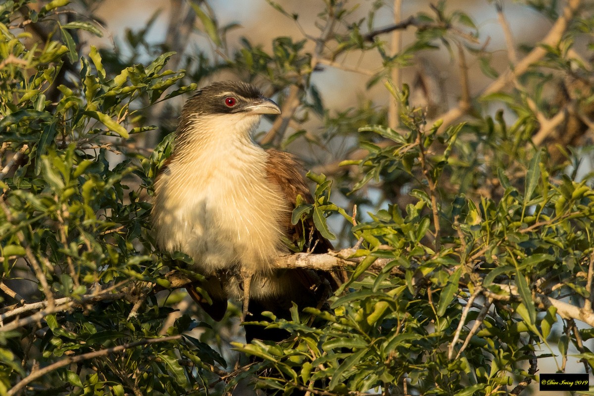 White-browed Coucal - David Irving
